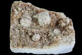 Crinoid (Dorycrinus) & Blastoid (Cryptoblastus) - Missouri #87307-1